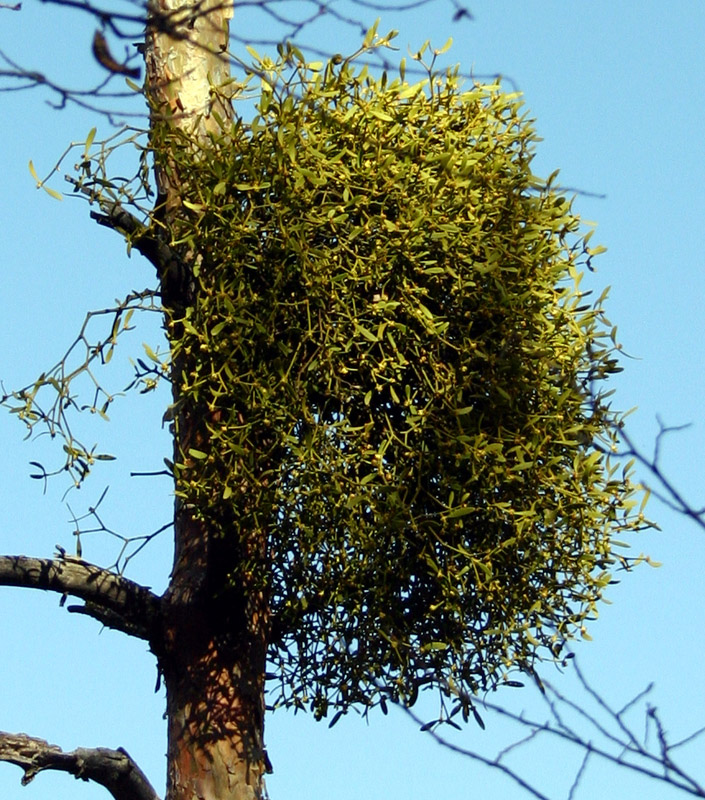  Image name: vischio3.jpg 
 width: 705 pixel 
 height: 800 pixel 
 Size: 278306 bytes 
 Click to enlarge 